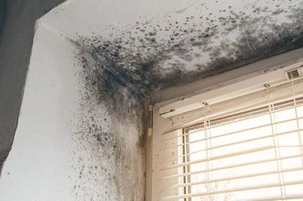 Affordable Attic Mold Removal solutions in Caldwell, NJ