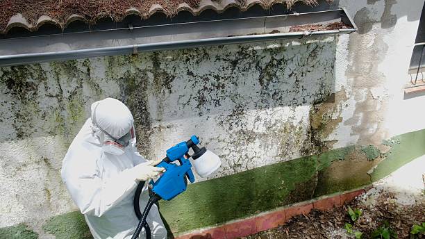 Top rated local Attic Mold Removal specialists in Caldwell, NJ